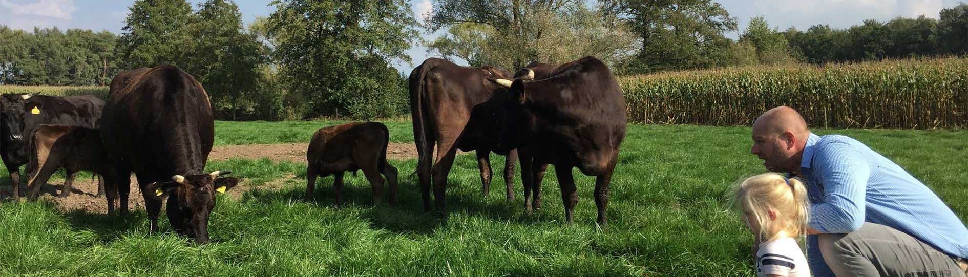Over het Wagyu rund